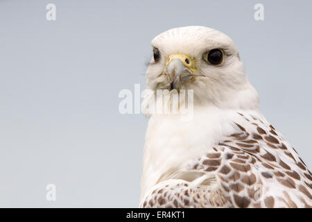 Gyr x faucon sacre. Falco Falco cherrug x rusticohus. Banque D'Images