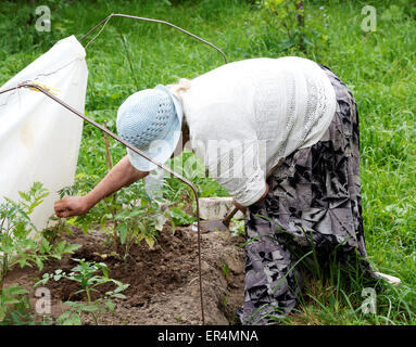 Grand-mère, les tomates cultivées dans le jardin Banque D'Images