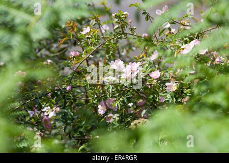 Un gros plan sur les branches d'un chien en fleurs-rose (rosa canina), aux côtés de la rivière Boudigau (Landes - France). Banque D'Images