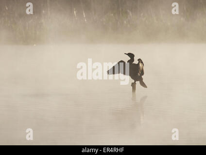 Des profils Grand Cormoran (Phalacrocorax carbo) perché sur une souche au milieu d'un lac brumeux Banque D'Images