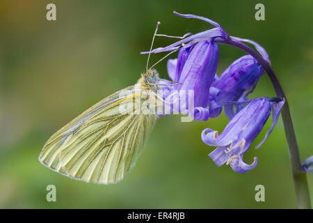 Papillon blanc veiné de vert (Pieris napi) réglés sur une bluebell Banque D'Images