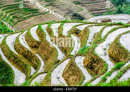 Yaoshan Mountain, Guilin, Chine rizières en terrasses à flanc de paysage. Banque D'Images