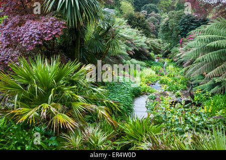 La plantation luxuriante à côté du ruisseau à Trebah garden près de Falmouth en Cornouailles. Banque D'Images