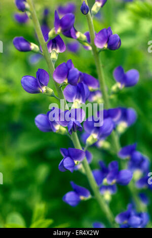 Indigo sauvage bleu ou bleu indigo Baptisia australis, faux Banque D'Images