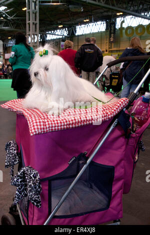 Chien maltais au-dessus d'une poussette pour chien. Crufts 2014 au NEC de Birmingham, au Royaume-Uni. 8 mars 2014 Banque D'Images