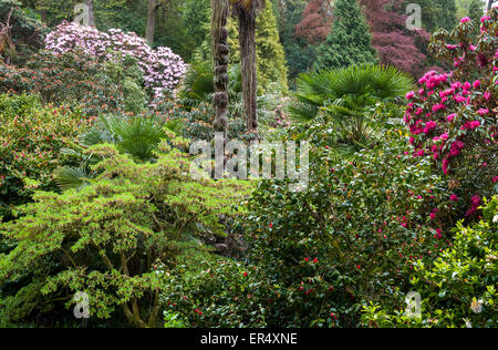 En regardant la luxuriante plantation mixte de Trebah gardens près de Falmouth en Cornouailles, Angleterre. Banque D'Images