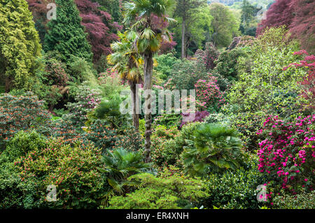 En regardant la luxuriante plantation mixte de Trebah gardens près de Falmouth en Cornouailles, Angleterre. Banque D'Images