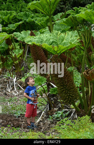 Petit enfant et de l'usine géante Gunnera manicata rhubarbe géante ou au printemps Uk Banque D'Images