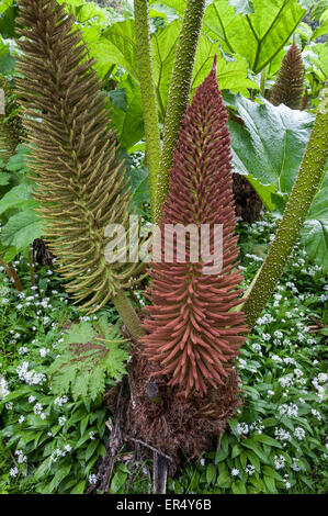 Grandes fleurs sur un Gunnera manicata plante dans un jardin à Cornwall, en Angleterre. Banque D'Images