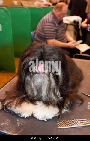 Portrait de Dog.Crufts 2014 au NEC de Birmingham, Royaume-Uni. 8 mars 2014 Banque D'Images