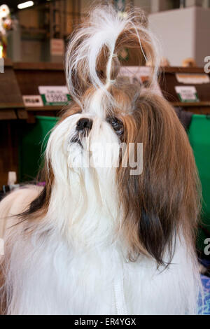 Portrait de chien. Crufts 2014 au NEC de Birmingham, au Royaume-Uni. 8 mars 2014 Banque D'Images