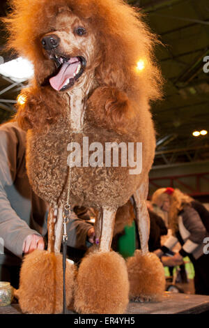 Caniche standard. Crufts 2014 au NEC de Birmingham, au Royaume-Uni. 8 mars 2014 Banque D'Images