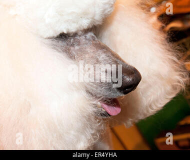 Caniche blanche standard. Crufts 2014 au NEC de Birmingham, au Royaume-Uni. 8 mars 2014 Banque D'Images