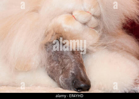 Caniche standard de couchage. Crufts 2014 au NEC de Birmingham, au Royaume-Uni. 8 mars 2014 Banque D'Images