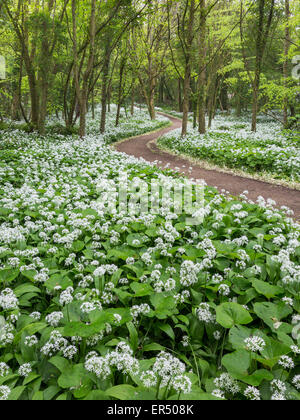 Un abundany affichage de l'ail des ours (Allium ursinum) ligne de fleurs les voies du Lodge Park en bois Stackpole, Pembrokeshire. Banque D'Images