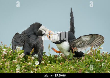 Deux Macareux moines (Fratercula arctica) se chamaillent, l'île de Skomer, Pembrokeshire Banque D'Images