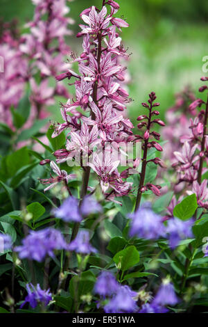 Buisson Ardent, Rose Gas Plant Dictamnus albus 'Purpureus' Aquilegia vulgaris ancolie bleue Banque D'Images