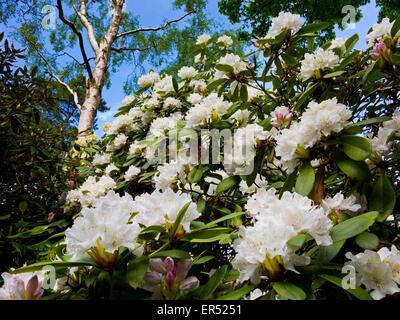 Rhododendrons au printemps à Lea Gardens une attraction touristique populaire près de Matlock Derbyshire Dales England UK Peak District Banque D'Images