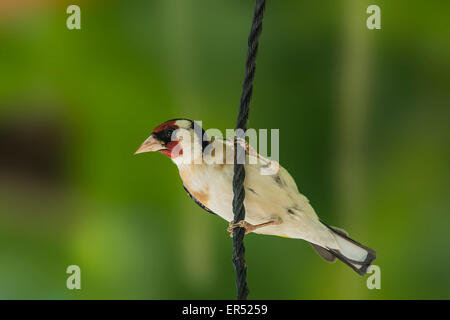 Chardonneret élégant Banque D'Images