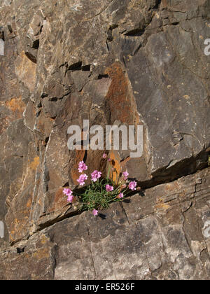 Culture des fleurs roses mer dans une fissure dans la falaise, Devon, UK Banque D'Images
