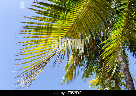 Miami Beach, Floride palm tree close up Banque D'Images