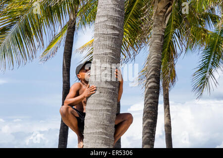 Miami Beach, Floride man climbing cocotier Banque D'Images