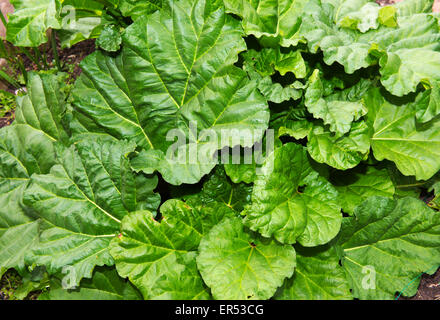 La rhubarbe plante jardin Banque D'Images