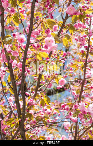 Les fleurs de cerisier japonais à Sakura Park, à Manhattan, New York. Banque D'Images