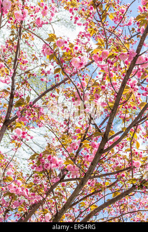 Les fleurs de cerisier japonais à Sakura Park, à Manhattan, New York. Banque D'Images