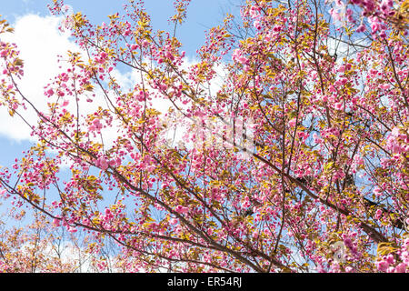 Les fleurs de cerisier japonais à Sakura Park, à Manhattan, New York. Banque D'Images