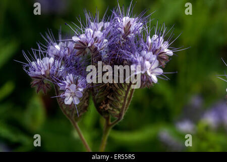 Phacelia tanacetifolia, mauvaises herbes Scorpion Banque D'Images