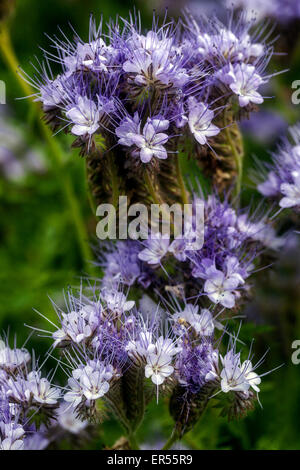Phacelia tanacetifolia, mauvaises herbes Scorpion Banque D'Images