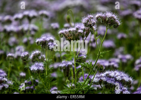 Phacelia tanacetifolia, mauvaises herbes Scorpion Banque D'Images