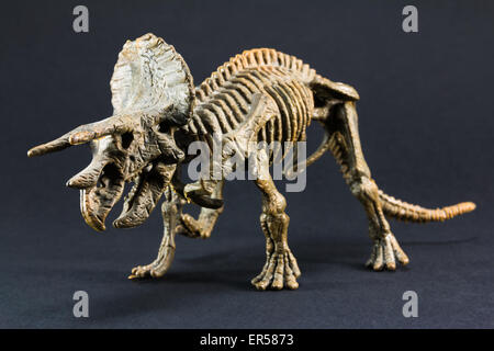 Squelette de dinosaure fossile Triceratops jouet modèle sur fond noir Banque D'Images