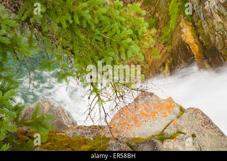 Un rocky mountain stream à travers des roches couvertes de lichen et de mousse et les épinettes dans le parc national des Lacs-Waterton, Alberta Banque D'Images