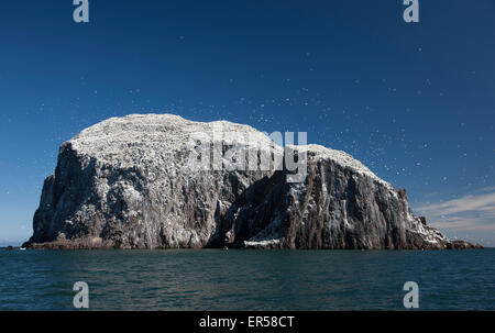 Une vue de jour à partir de la mer de l'île de Bass Rock près de North Berwick dans le Firth of Forth montrant l'imbrication de bassan Banque D'Images