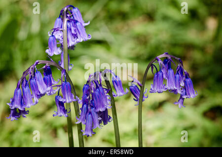 Bluebells Close-Up à Westonbirt Arboretum Banque D'Images