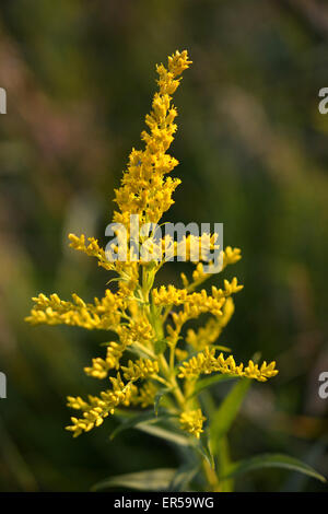 Houghton plante dans un champ. Prises en Ontario Canada Banque D'Images