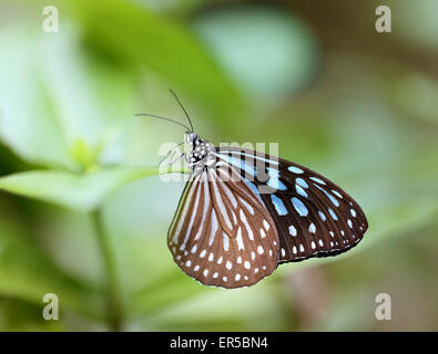 Beau gros plan papillon photographié sur fond vert Banque D'Images