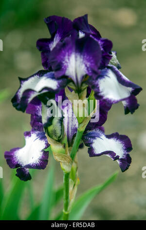 Tall bearded Iris barbata, elatior 'Jezzabel' Banque D'Images