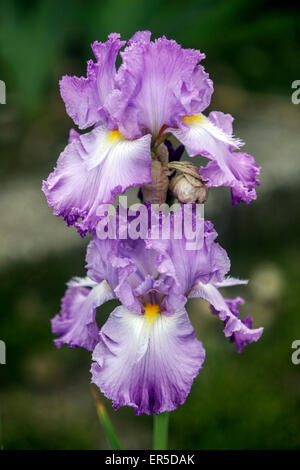 Grande fleur d'iris barbu Barbata Elatior 'Giacatollo' violet grandes fleurs Banque D'Images