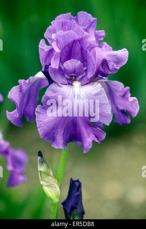 Grande fleur d'iris barbu Iris 'Dream Time', fleur d'iris couleur lilas fleur d'iris barbu portrait simple Banque D'Images