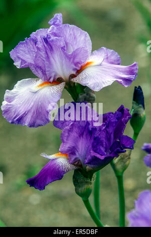 Grand Iris barbu fleur bleu Barbata Elatior 'Jana' Banque D'Images