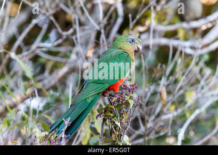 Femme au perroquet roi australien O'Reillys Rainforest Retreat Banque D'Images