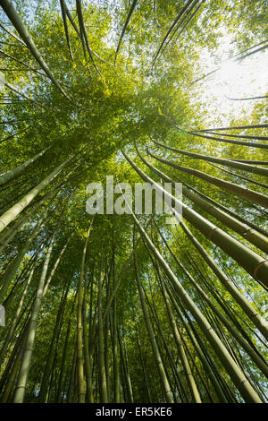 Forêt de bambou, les jardins de Villa Carlotta, Tremezzo, Lac de Côme, Lago di Como, province de Côme, Lombardie, Italie Banque D'Images