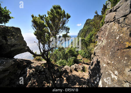 Au sentier de randonnée Faja de Lopo Vaz, Lajes das Flores, côte sud, l'île de Flores, Açores, Portugal Banque D'Images