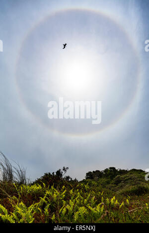 Avec Halo argenté volant au-dessus des dunes, l'île de Langeoog, Mer du Nord, îles de la Frise orientale, Frise orientale, Basse-Saxe, Allemagne, Eur Banque D'Images