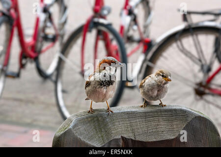 Paire de moineau domestique, Passer domesticus, l'île de Langeoog, Mer du Nord, îles de la Frise orientale, Frise orientale, Basse-Saxe, Allemagne, Banque D'Images