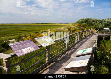 Otto Leege sentier nature, l'île de Juist, Nationalpark, Mer du Nord, îles de la Frise orientale, Frise orientale, Basse-Saxe, Allemagne, Europe Banque D'Images