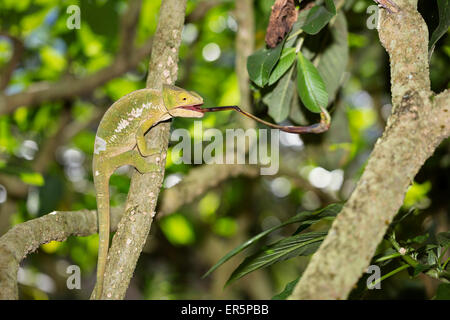 La capture d'un caméléon panthère, Furcifer pardalis, cricket, Madagascar, Afrique Banque D'Images
